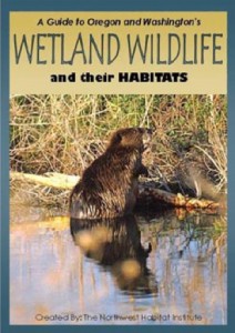wetland-and-wildlife
